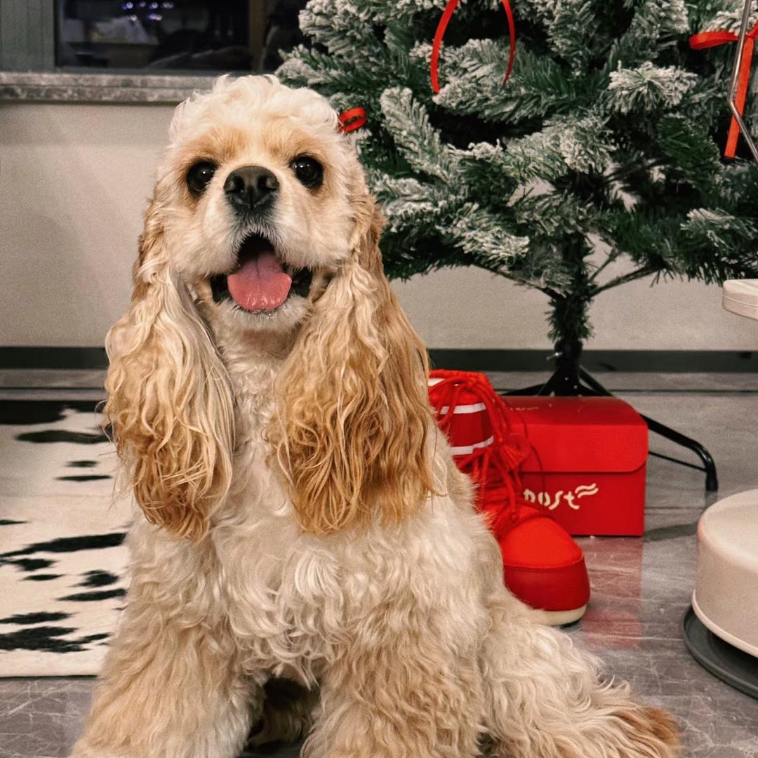 【老爹家】美国可卡犬2号