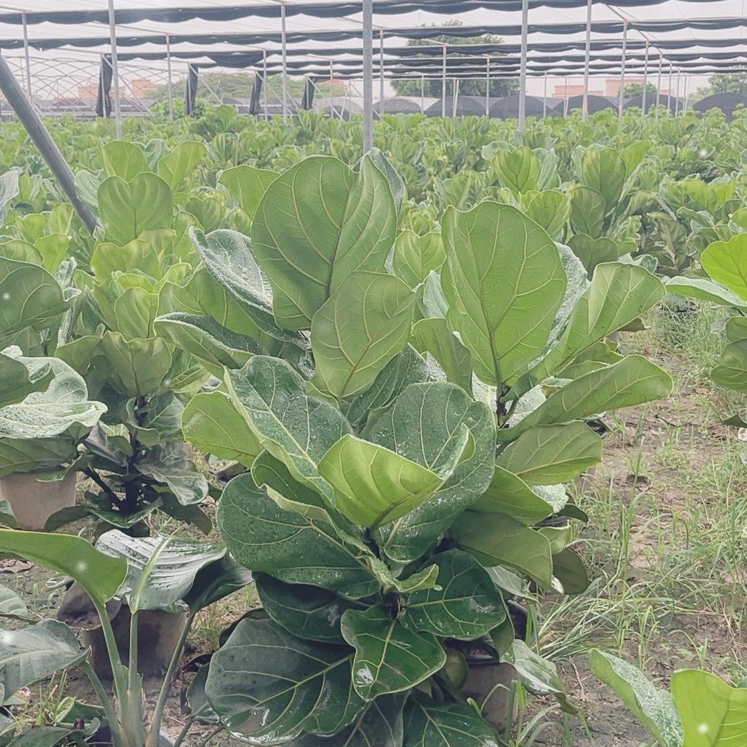 广州绿植基地