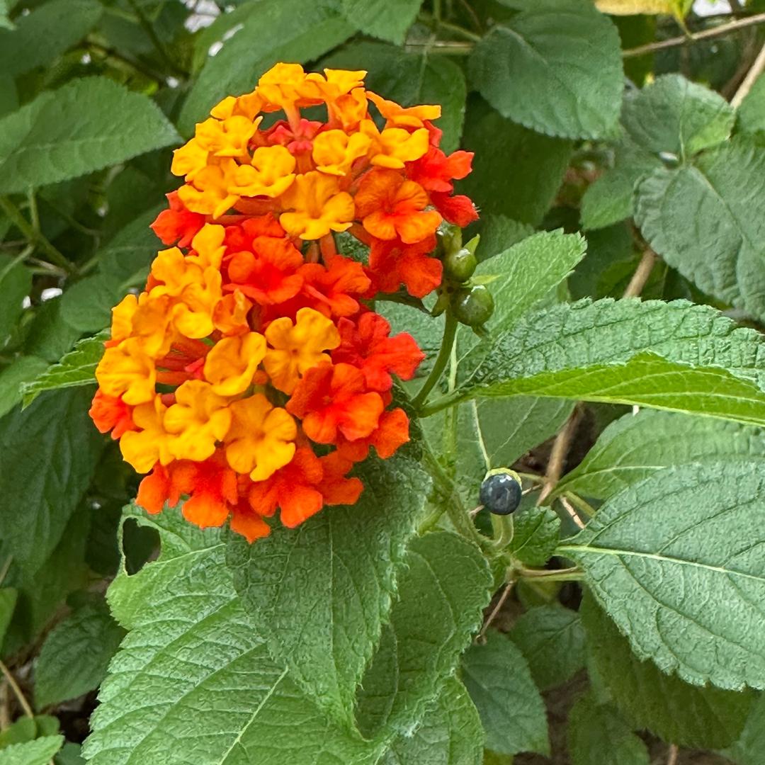 小纹子花园
