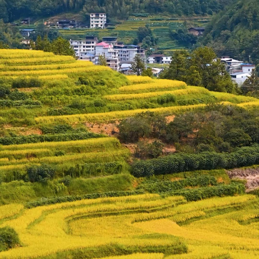 晓丰