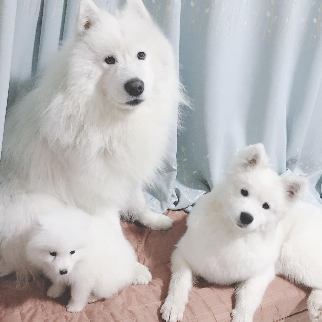 魔王之家犬舍