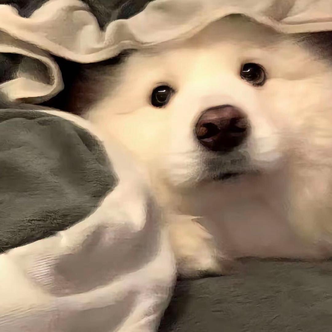 十一🦁️（有717戒指版）