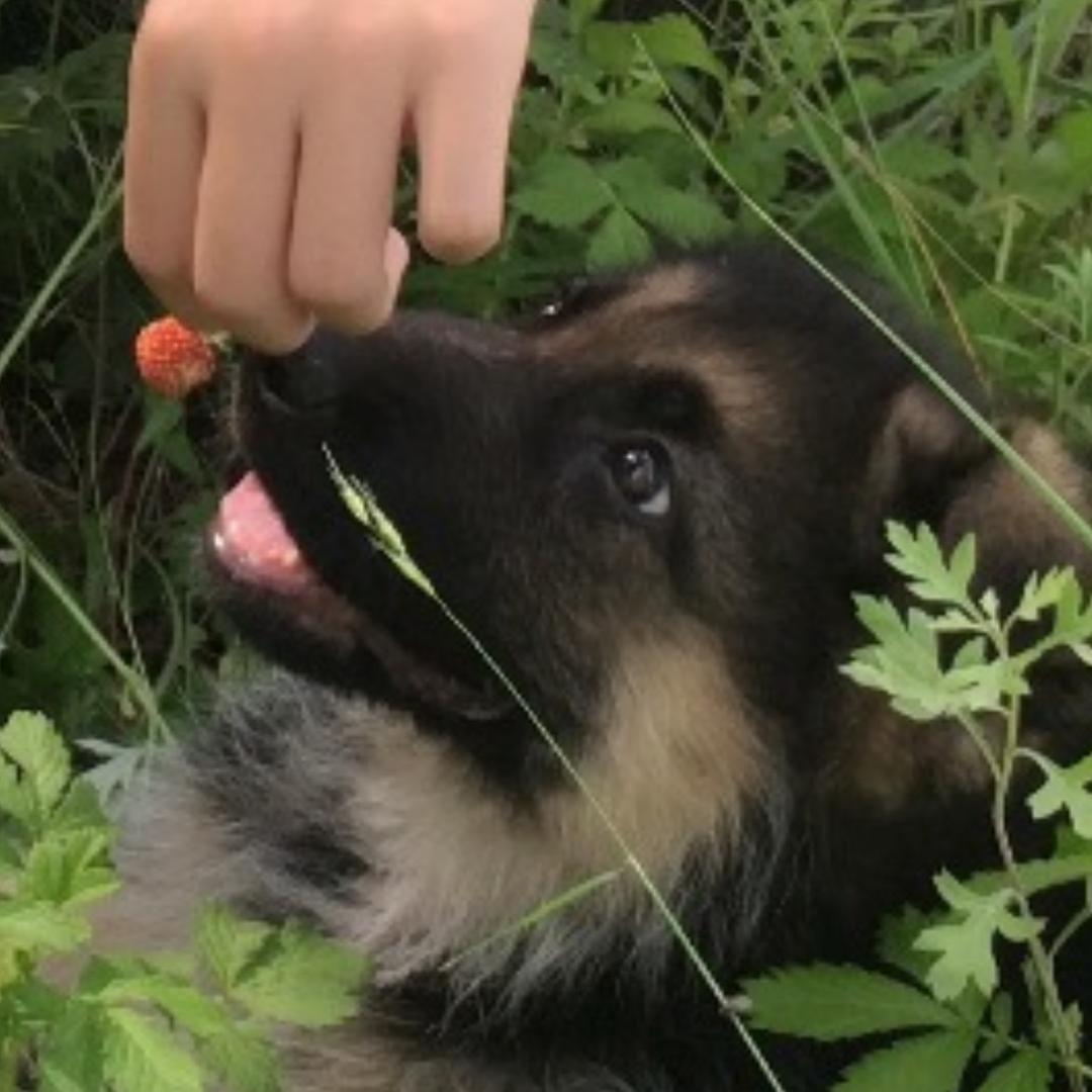 宠物零食甄选(爵宴专场)