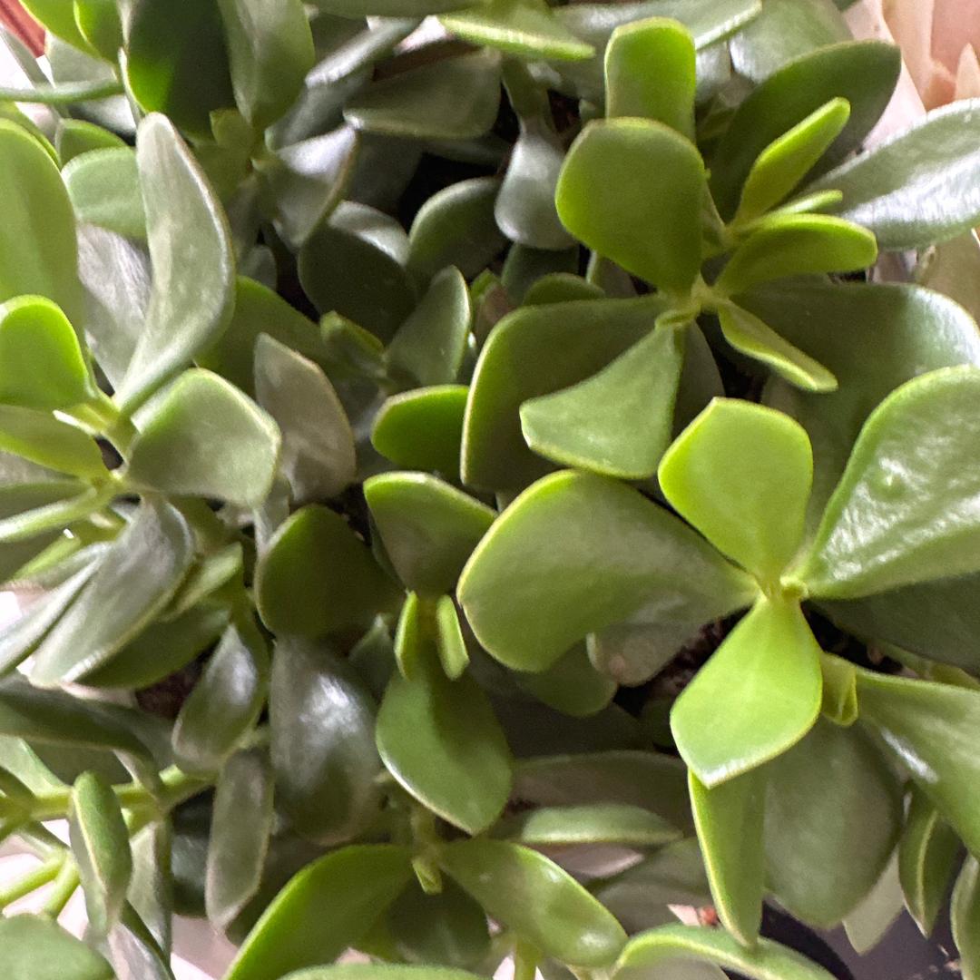 独宠儿子（慧）