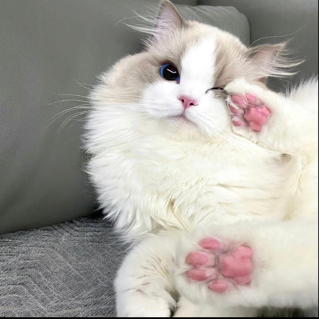小宸嘎巴