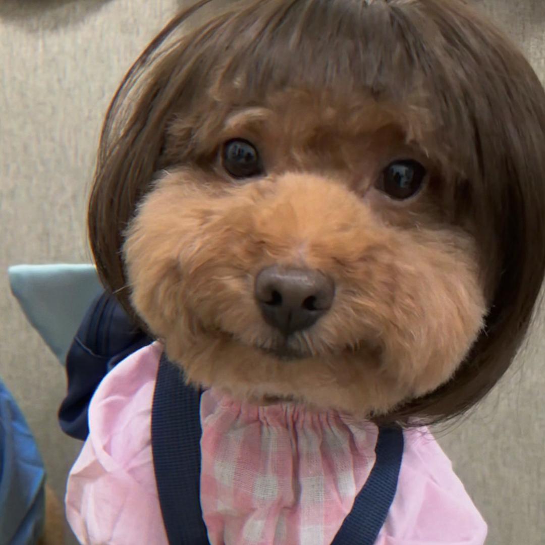 ૮₍•ᴥ•₎ა