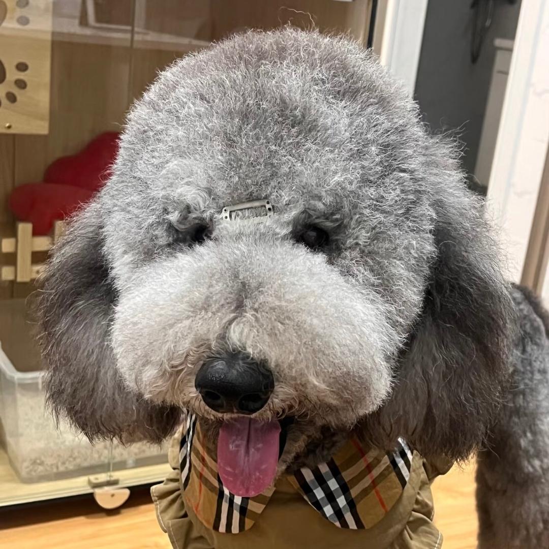鑫鑫犬舍（买🐶私聊）
