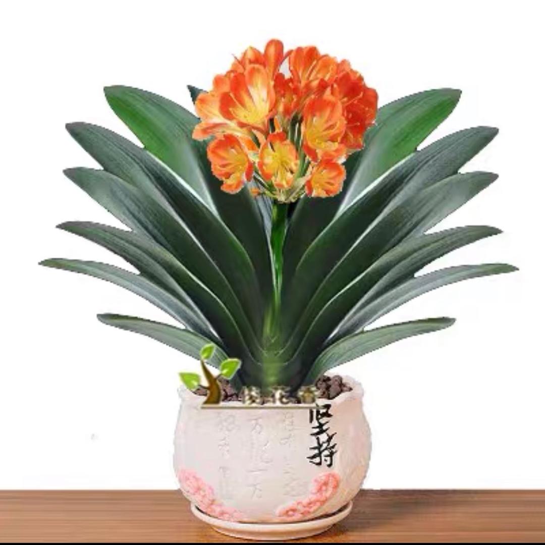 缤纷花木