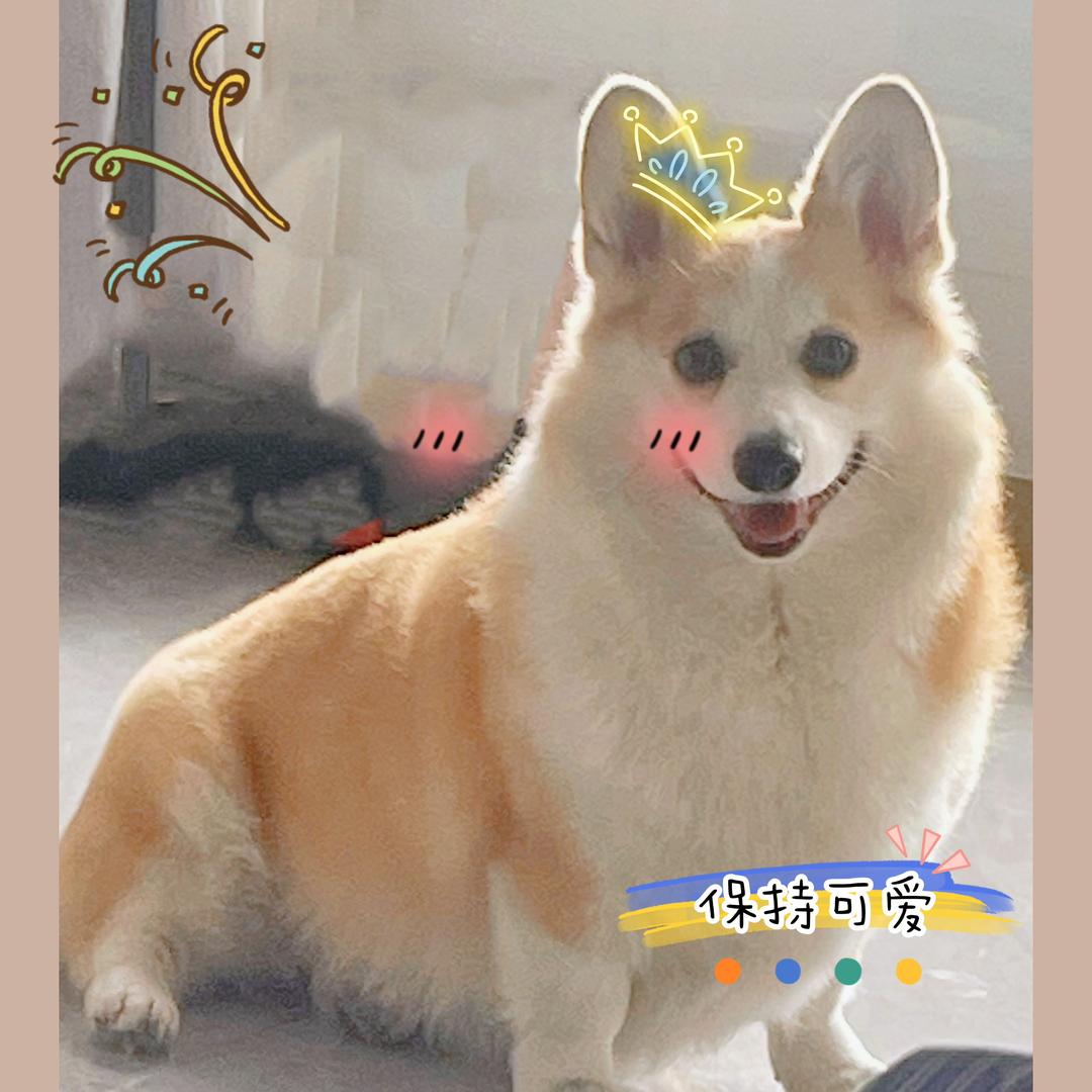 肥美柯基小雪糕