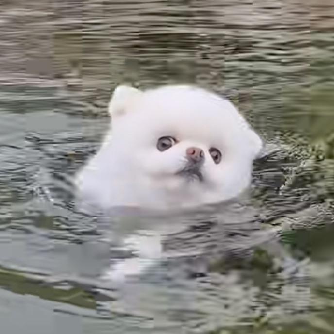 杨 瑞
