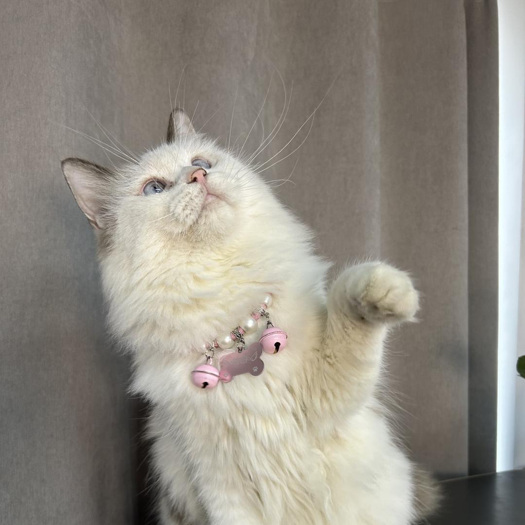 猫想汪猫族乐园