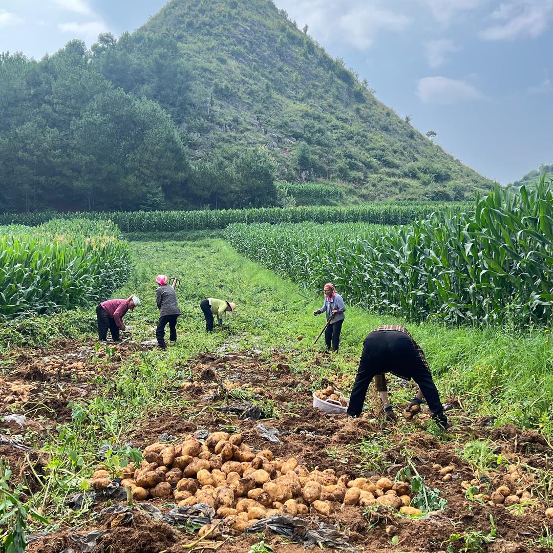 威宁老啰农产品2