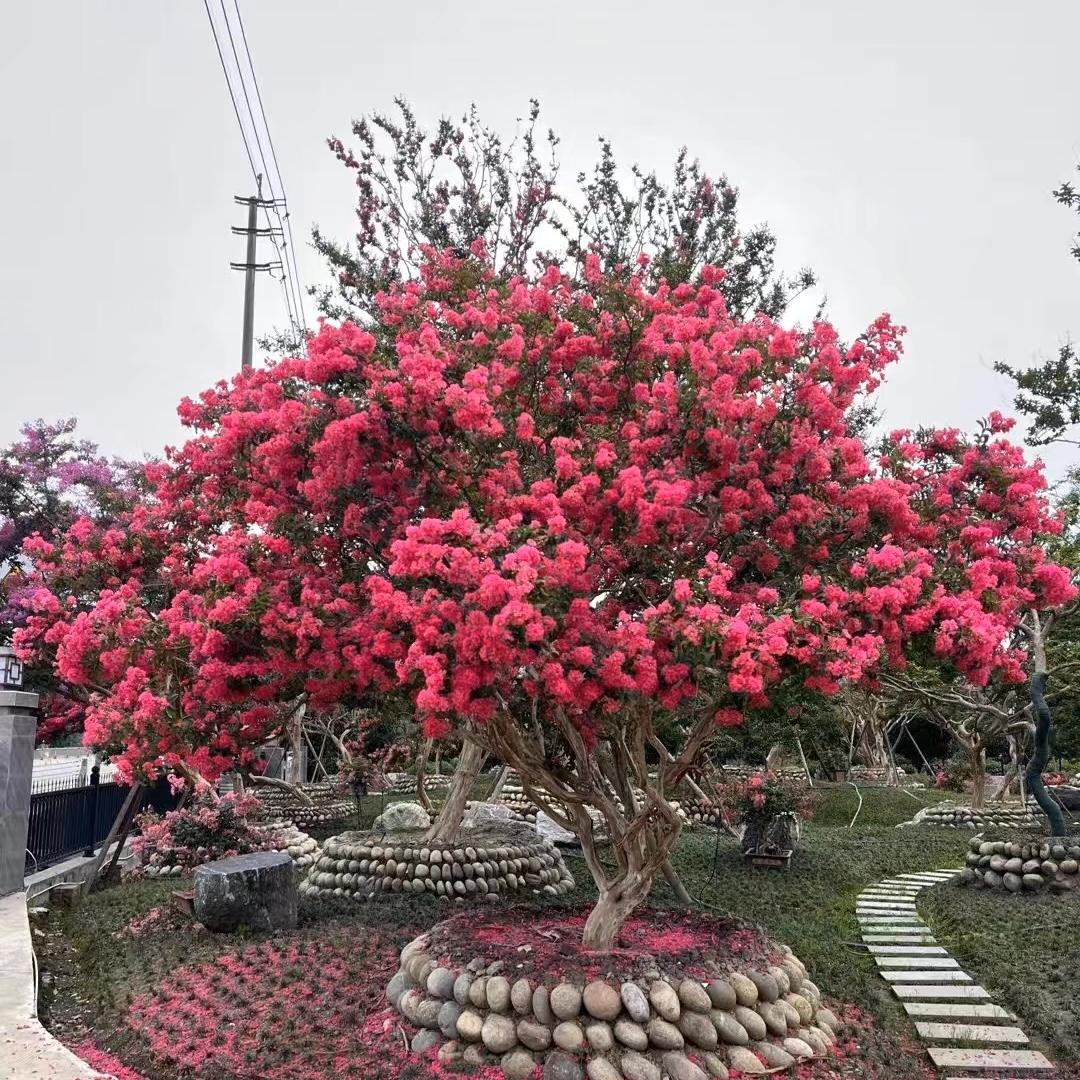 欣豪园艺《川红紫薇》