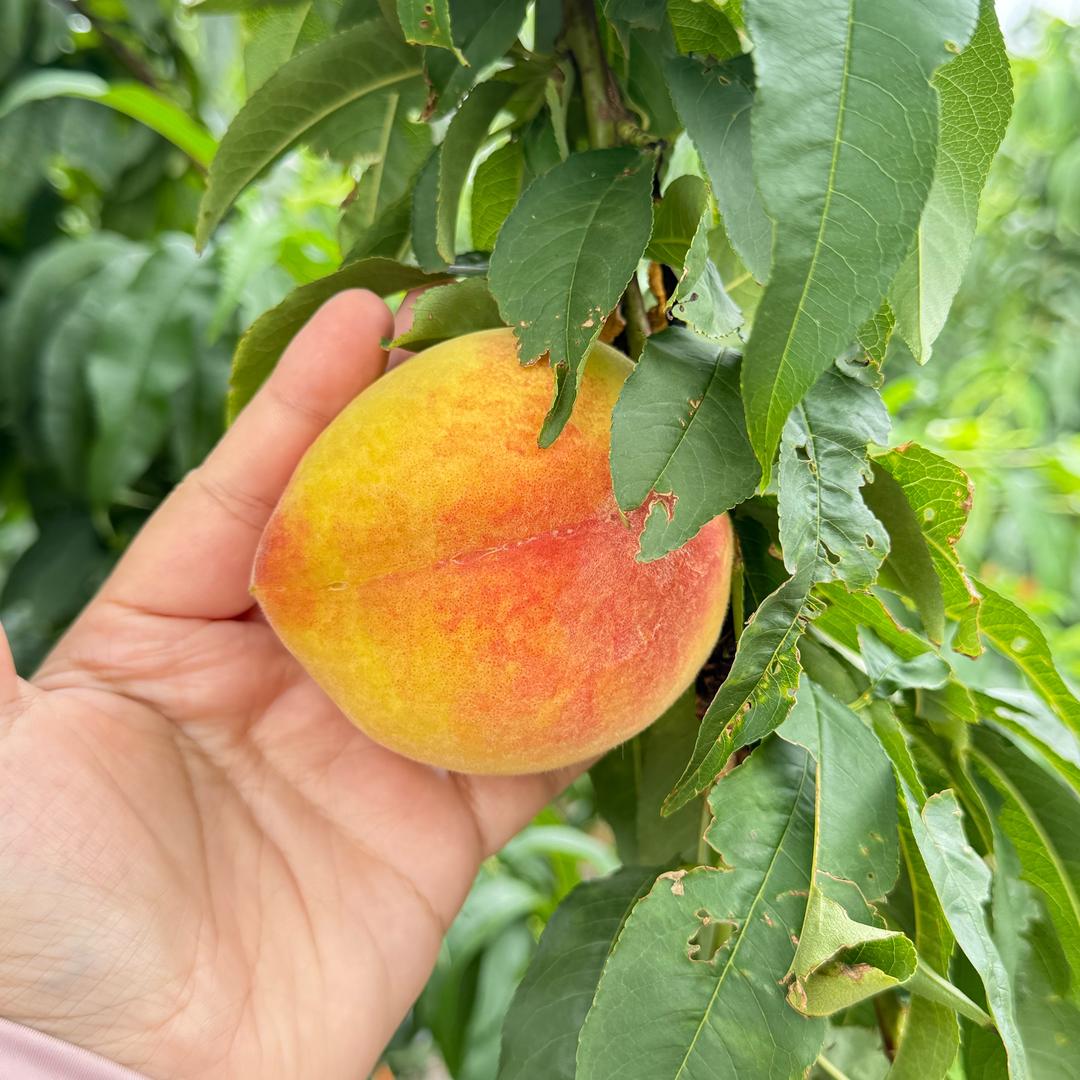 初夏鲜果