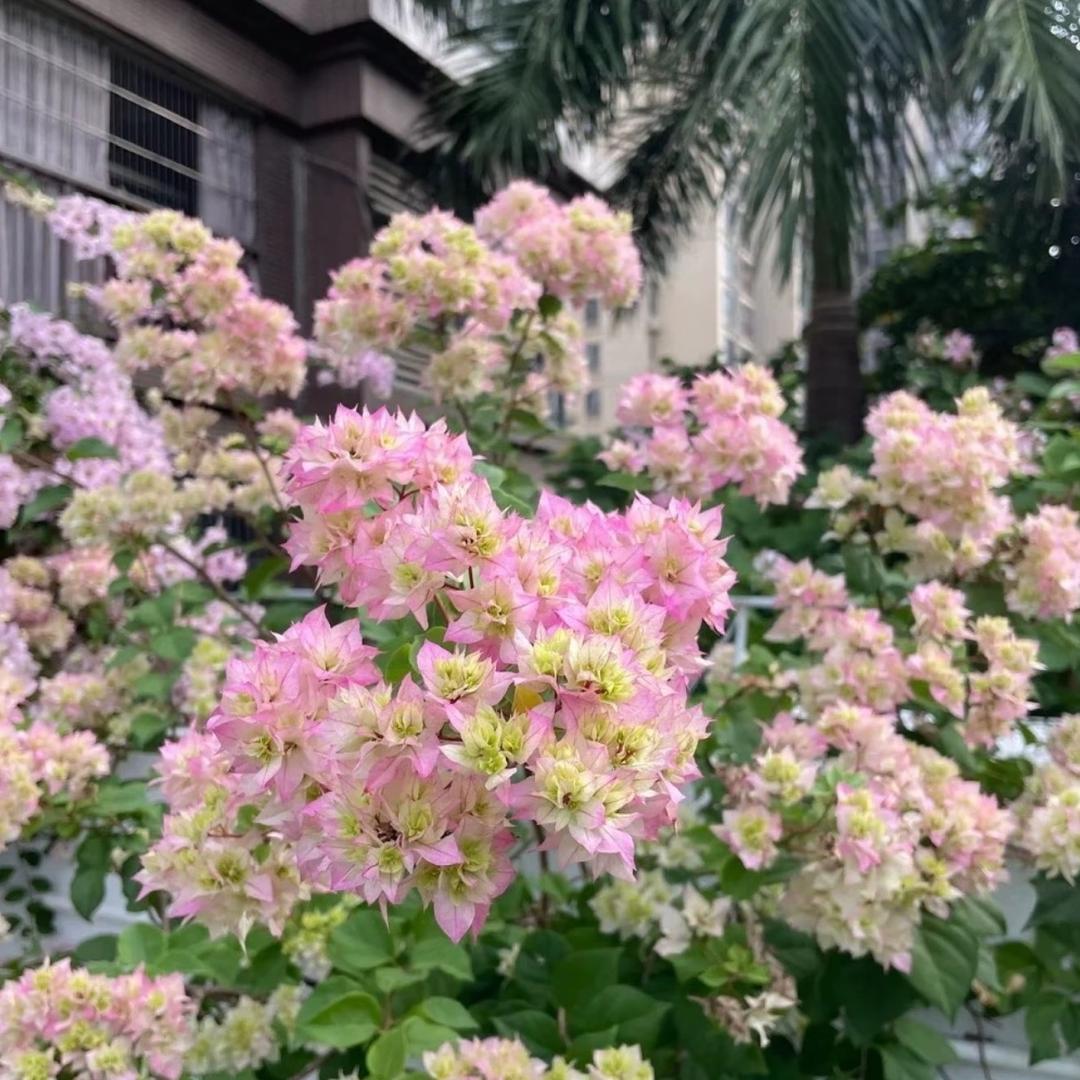 云南三角梅源头基地