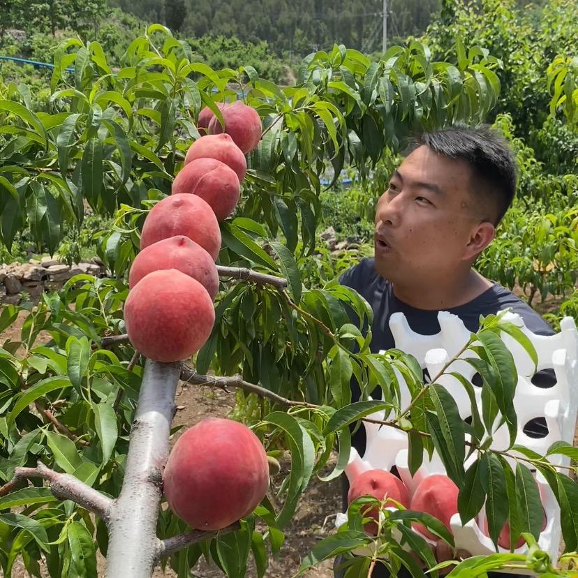 臻鲜果