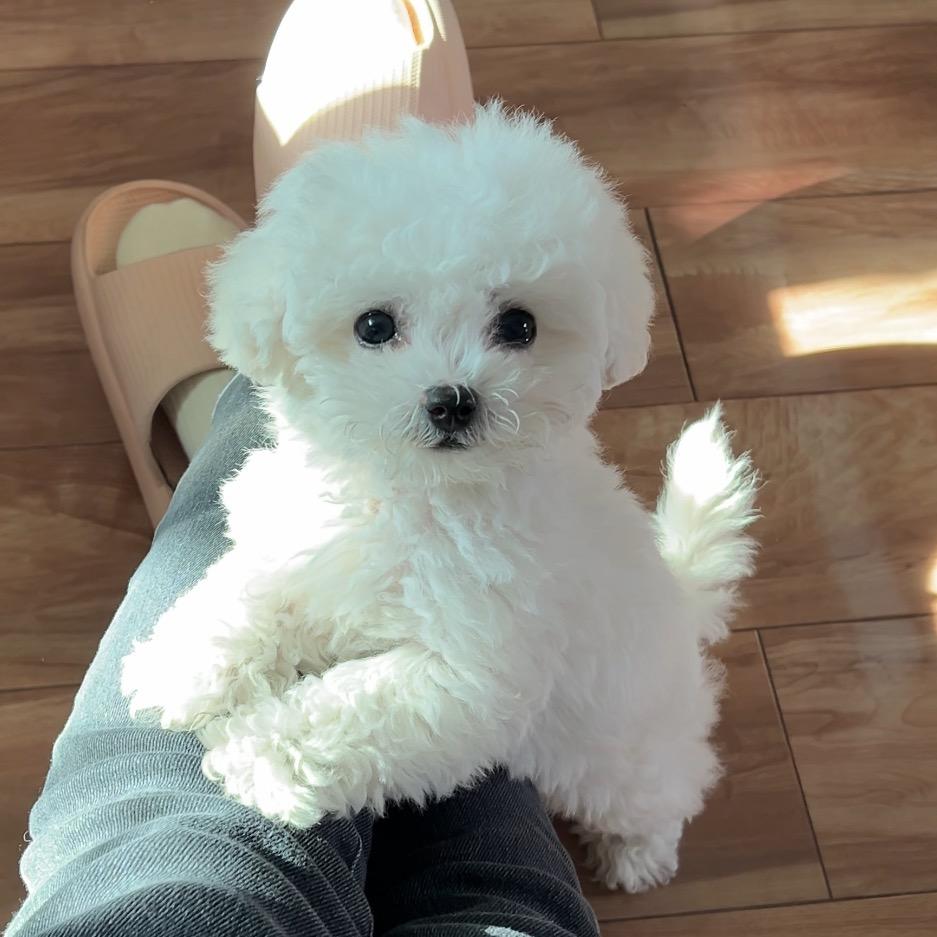 肉肉是只小比熊🐶