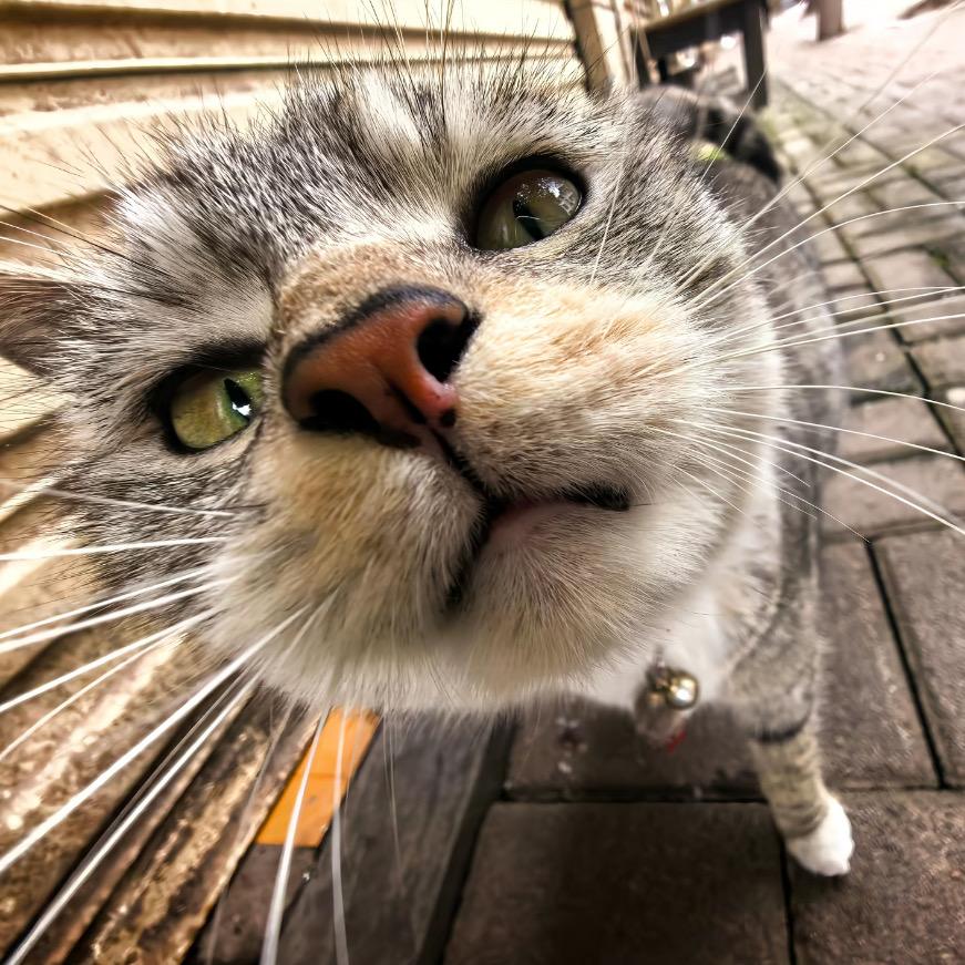 油点小猫饼