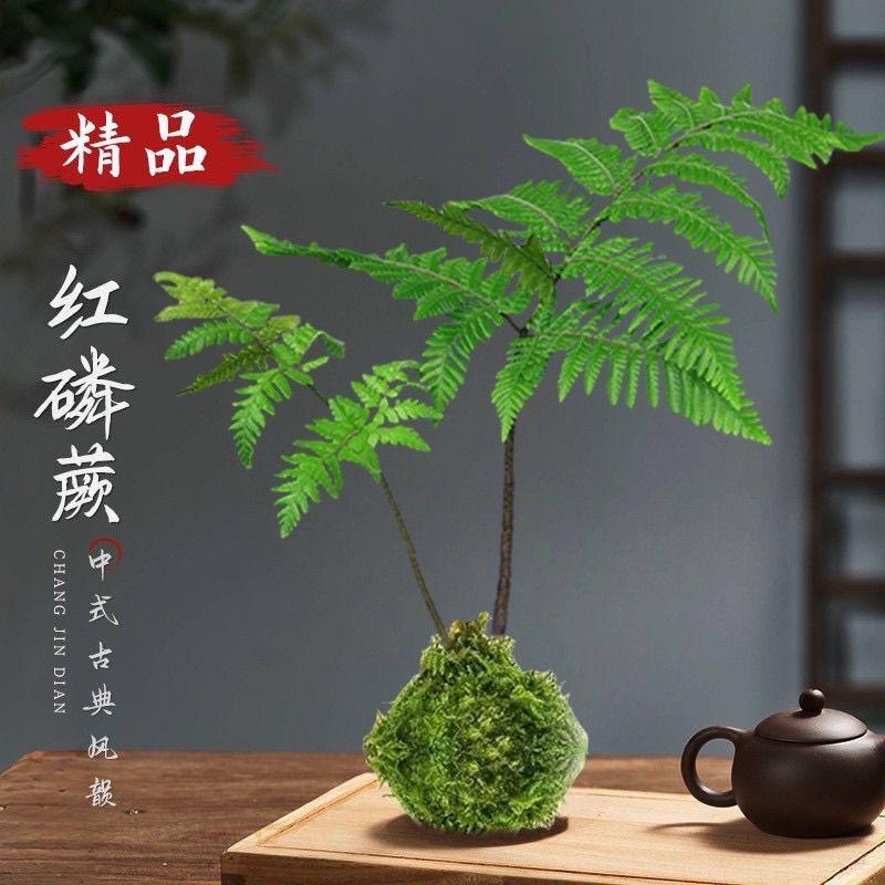 书香蕨院