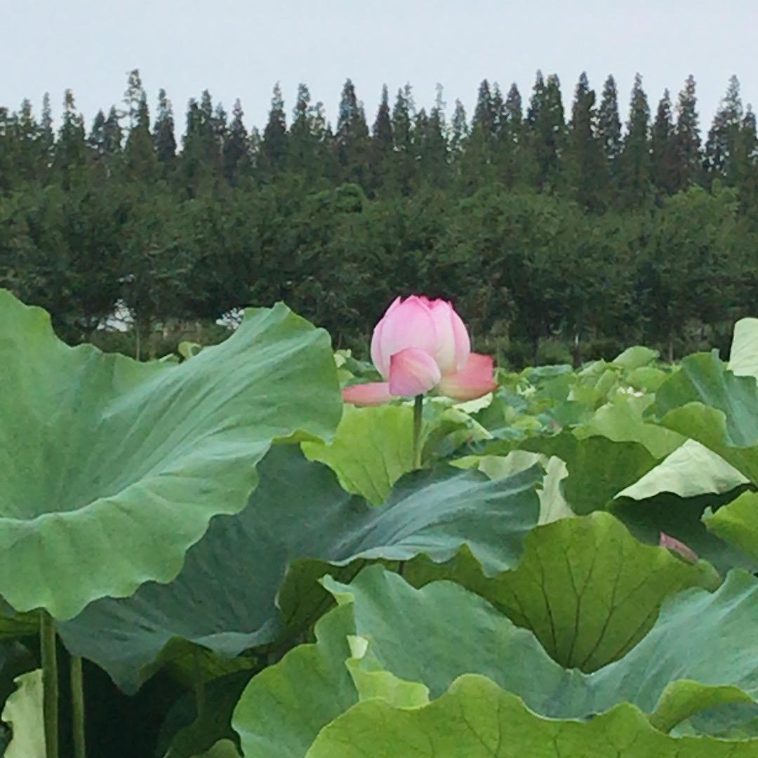 晨和