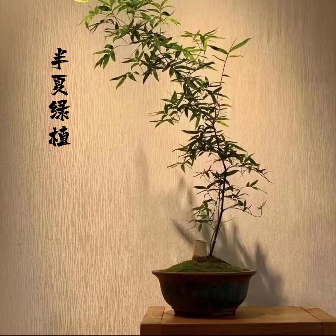 半夏簕竹