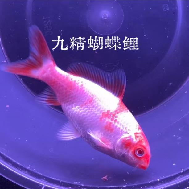 九精蝴蝶鲤水族店