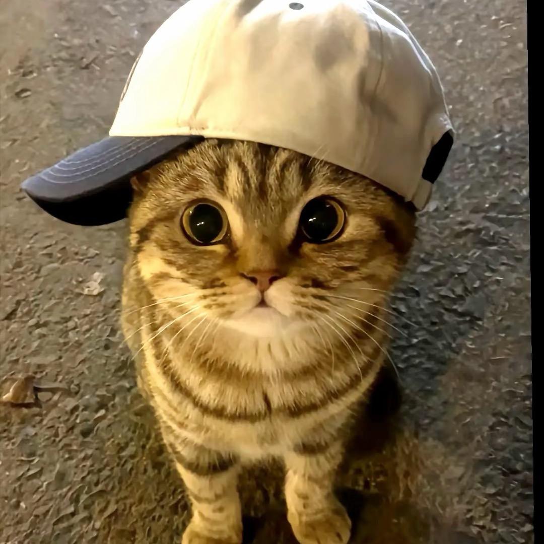 是夏天🍧             🪳