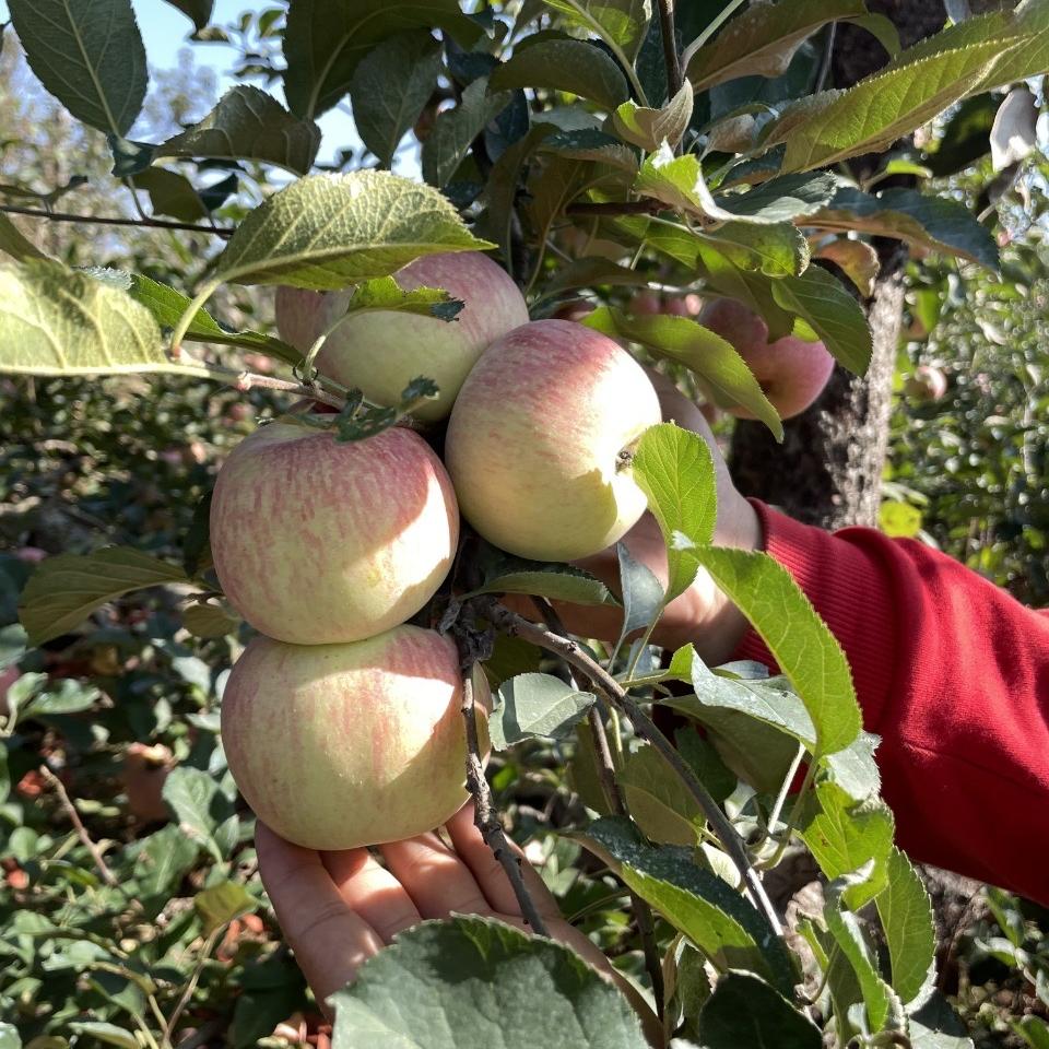 腾鑫三农产品店的头像