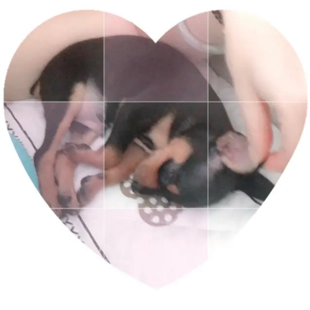 💫爱嘤嘤嘤斯坦