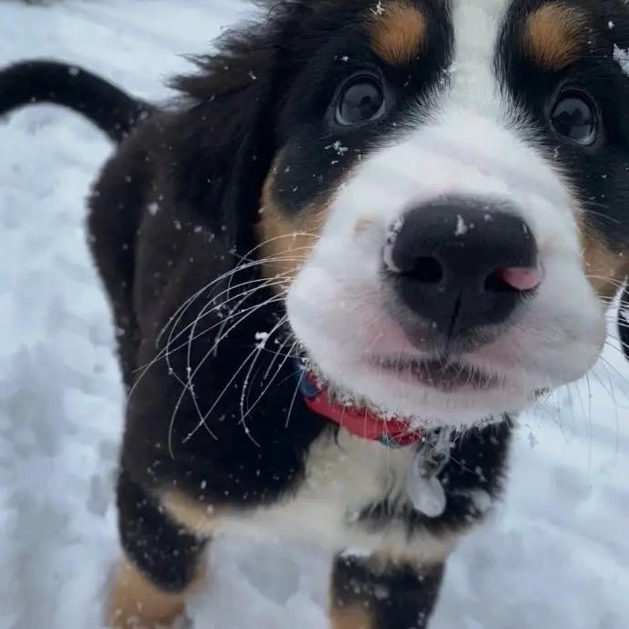 小k（无畏契约手游）