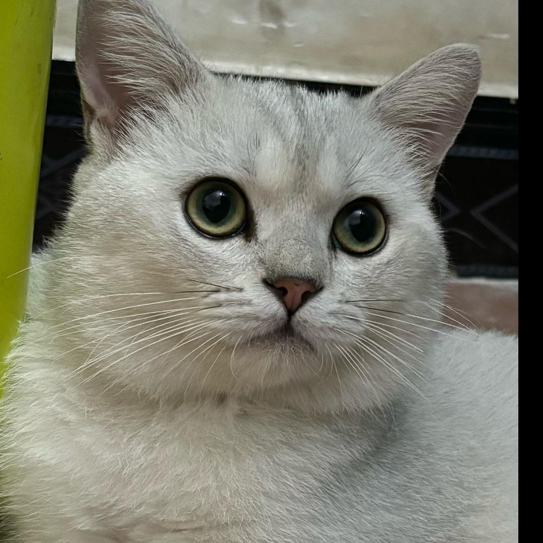 颜颜子