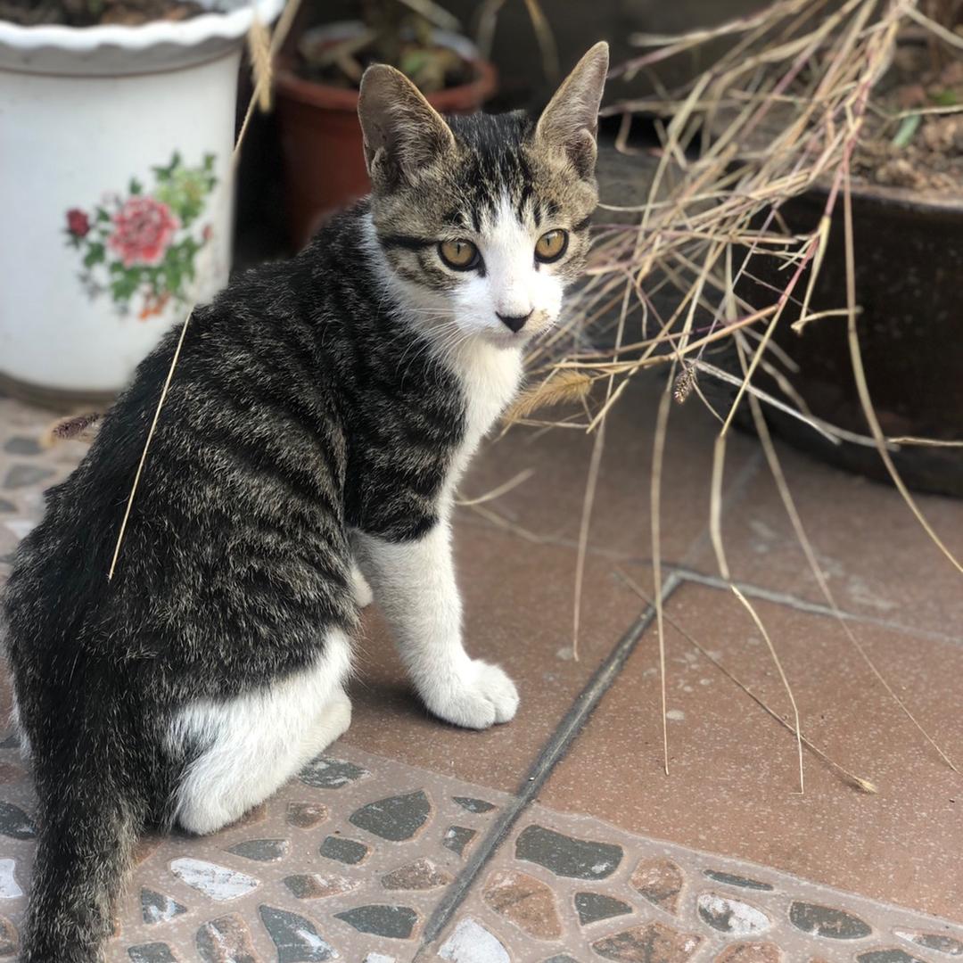 天猫精灵🧚‍♀️