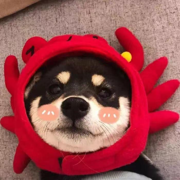 萌物哈哈哈