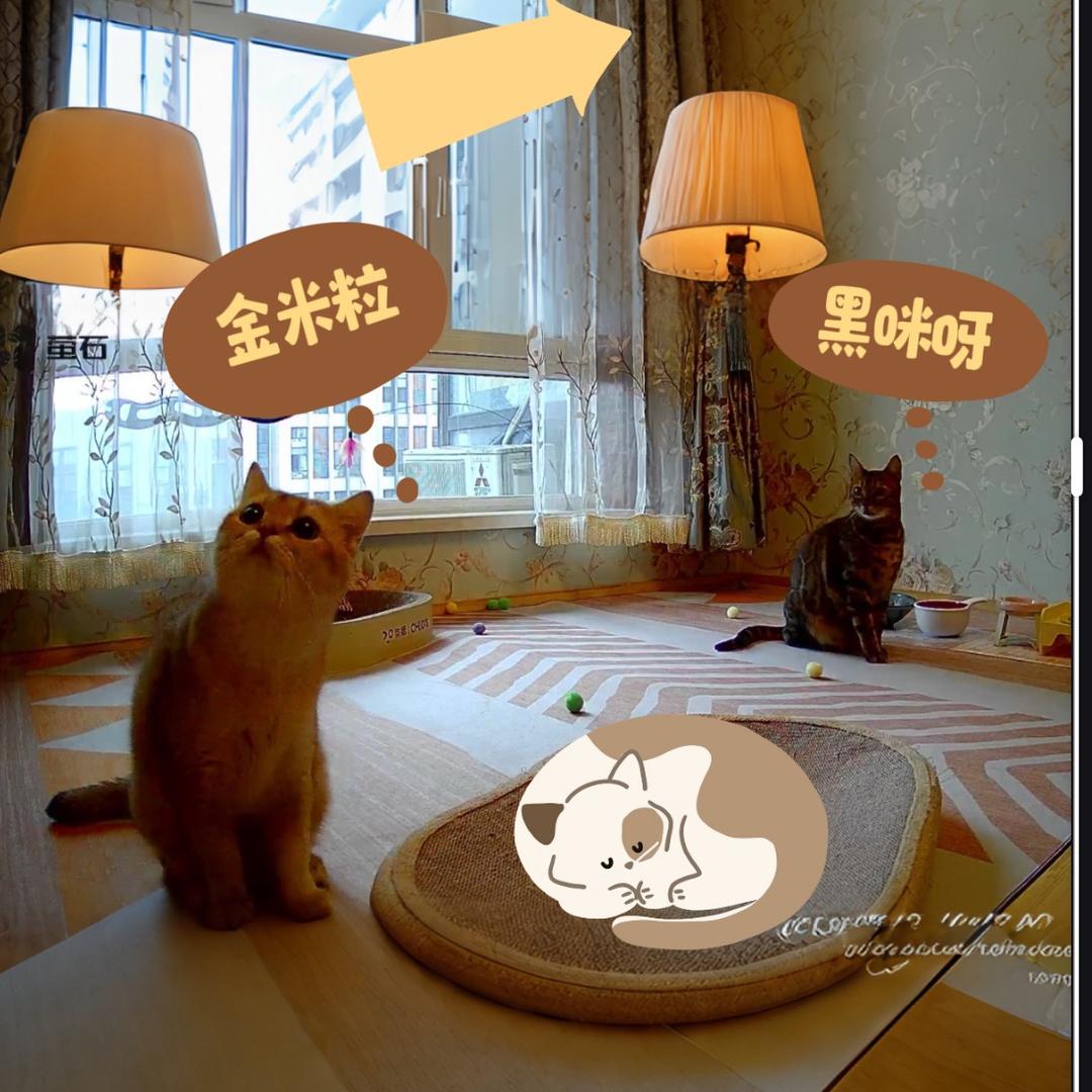 两只米猫猫