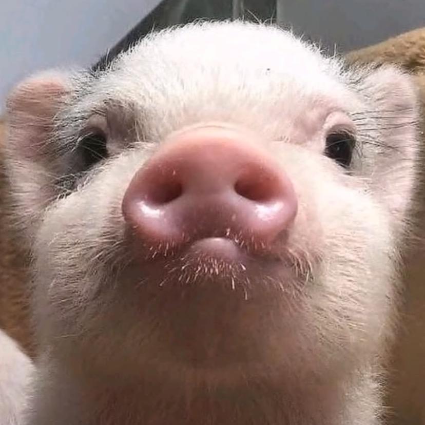 一只猪🐷