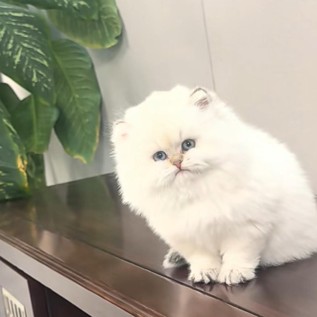 连连宠物猫养殖基地