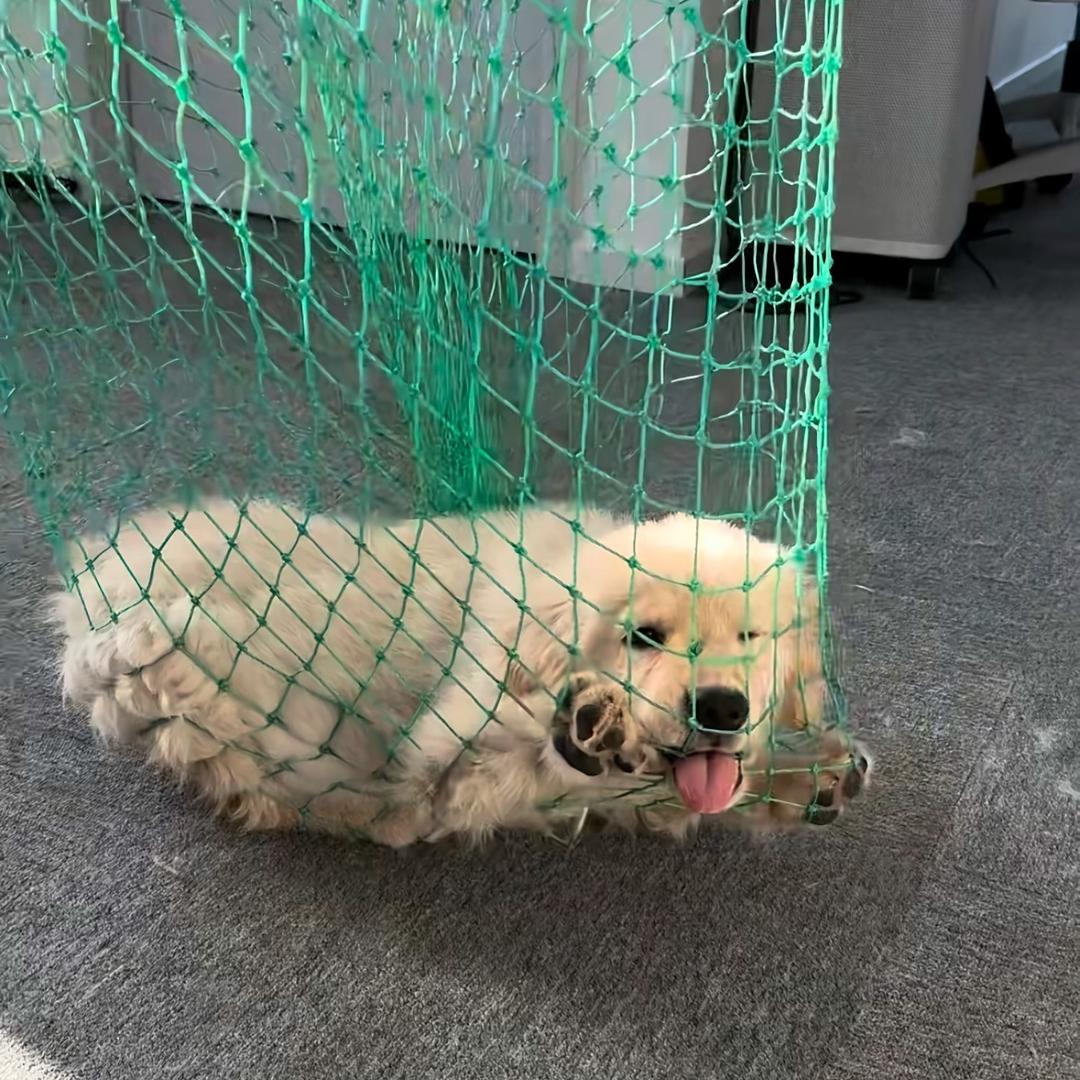 混过社会买过萌