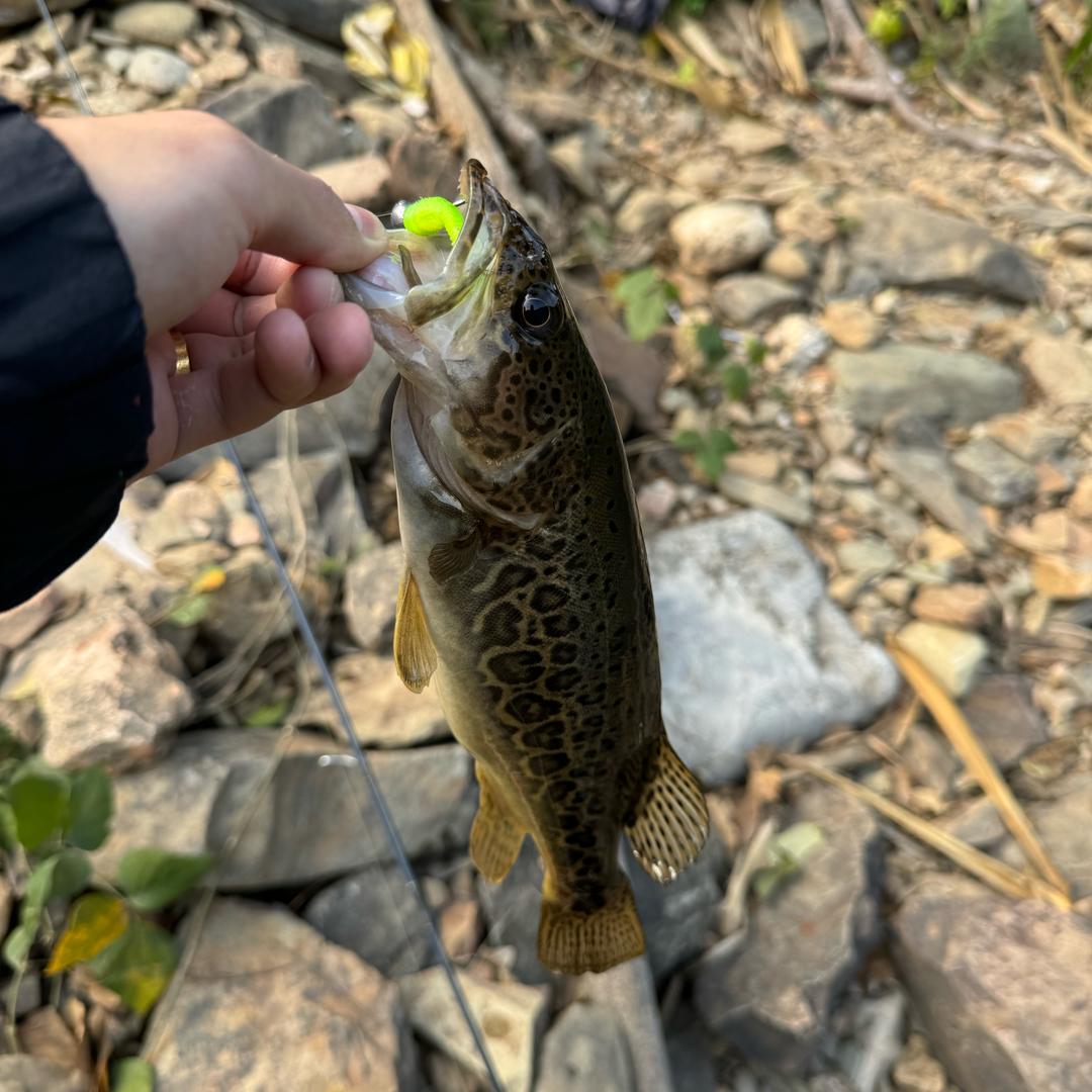 极难lure🎣