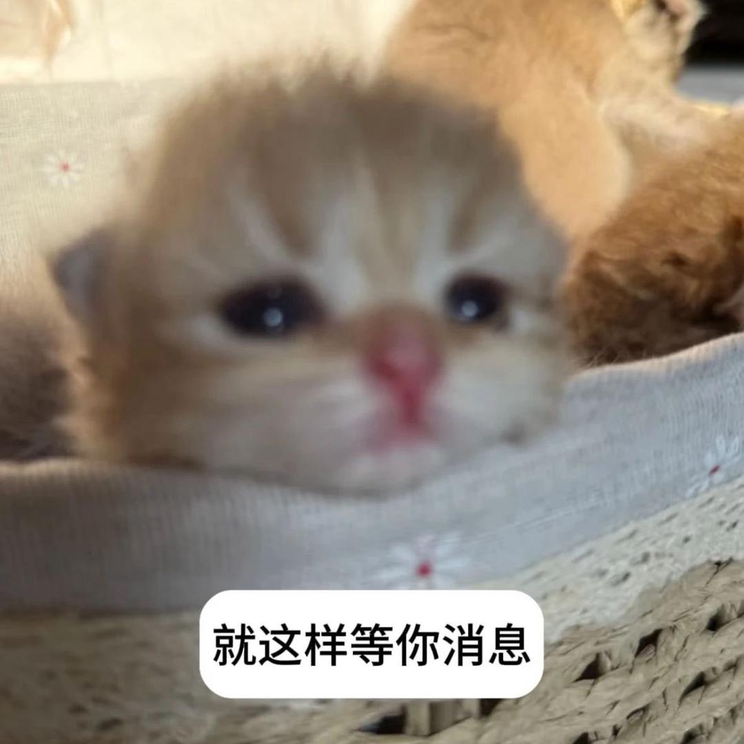 屌丝