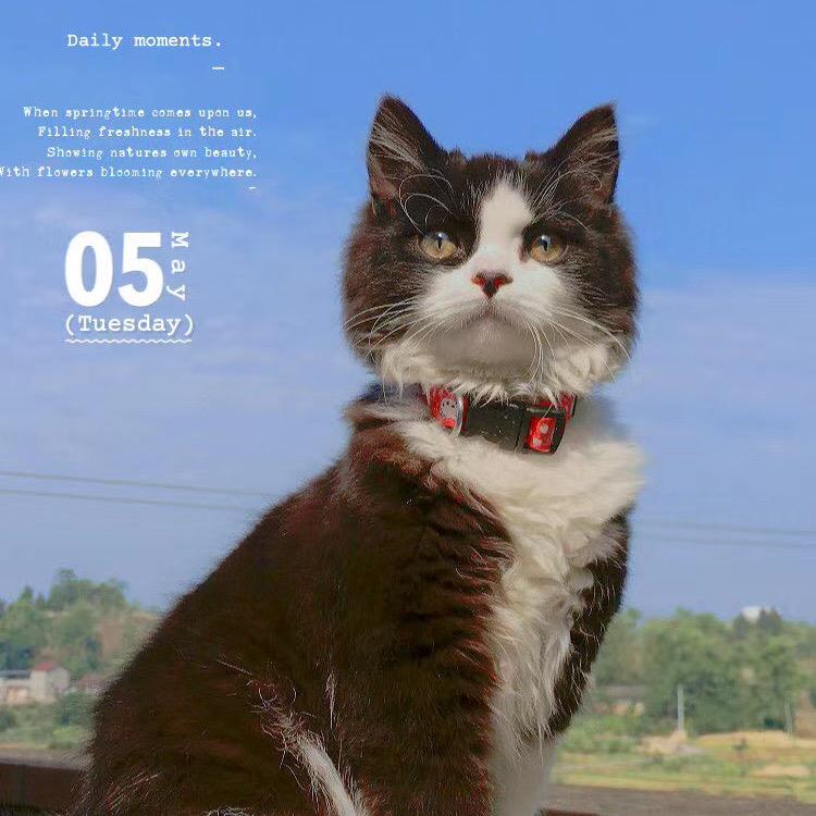 一只mini😺