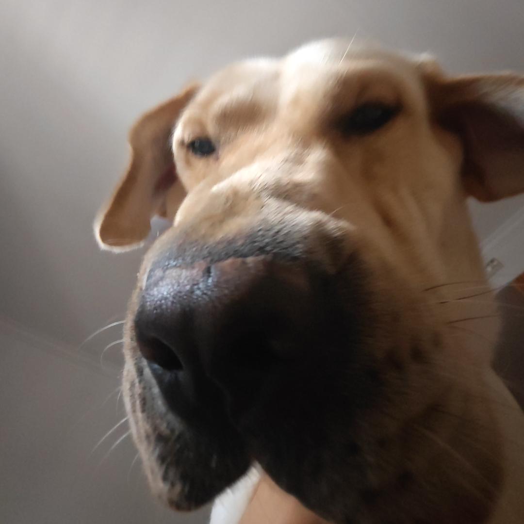 爱吃爪爪冰棍的麦穗