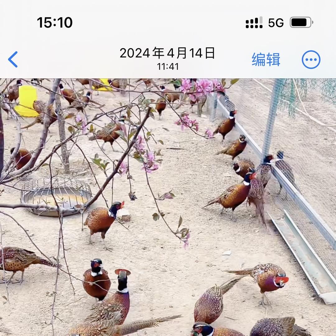 西翼三农