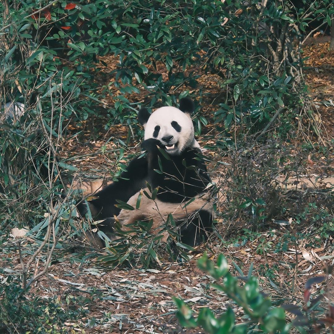爱跟哑巴唠会嗑
