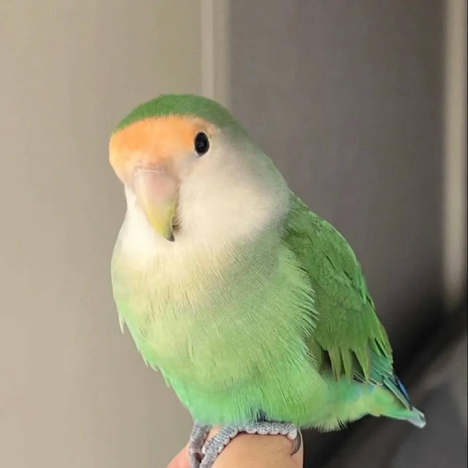 🐘小白养鹦鹉🦜