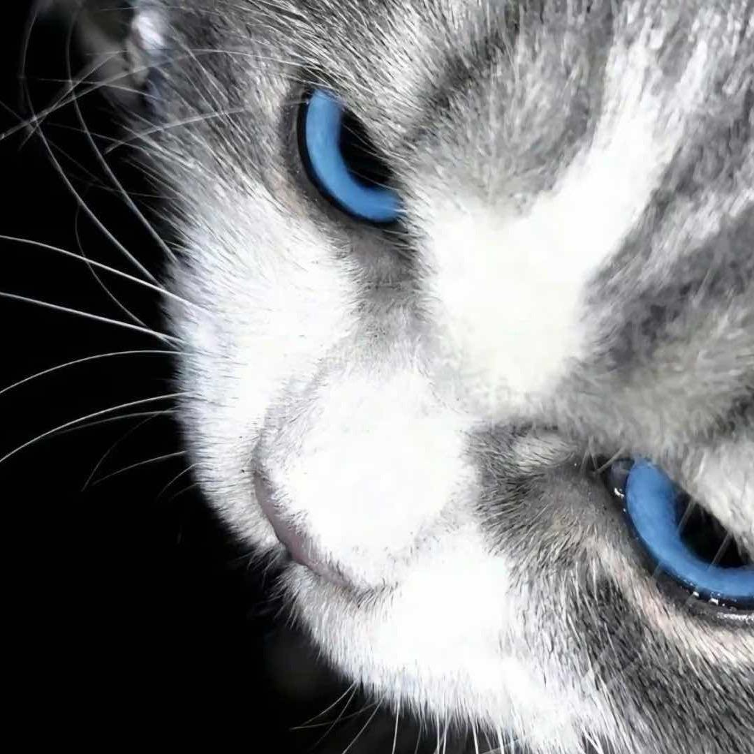 我不叫咪咪
