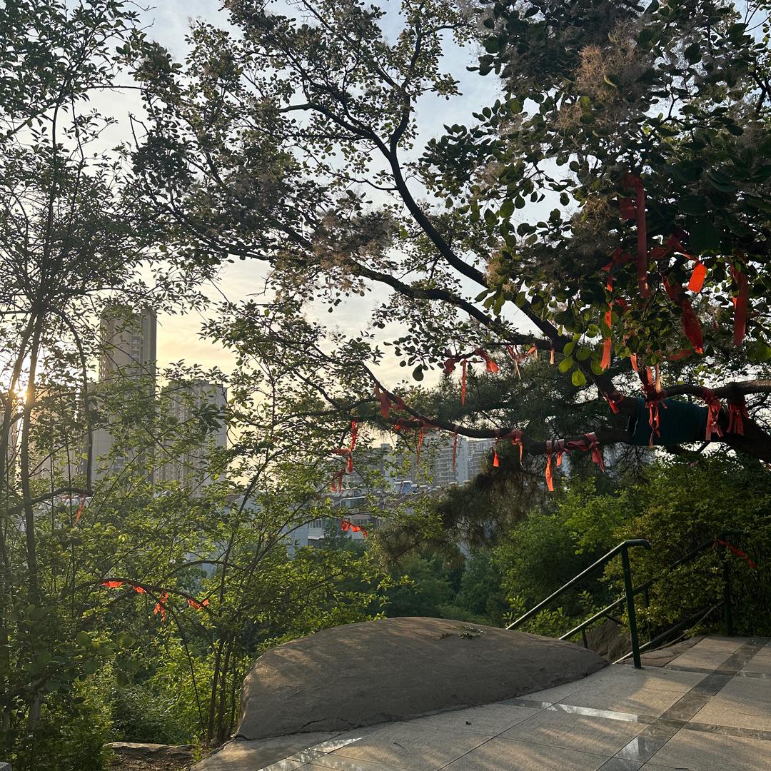 花开富贵.
