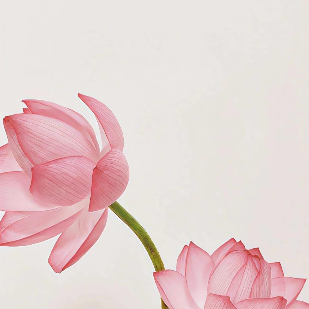 小禾