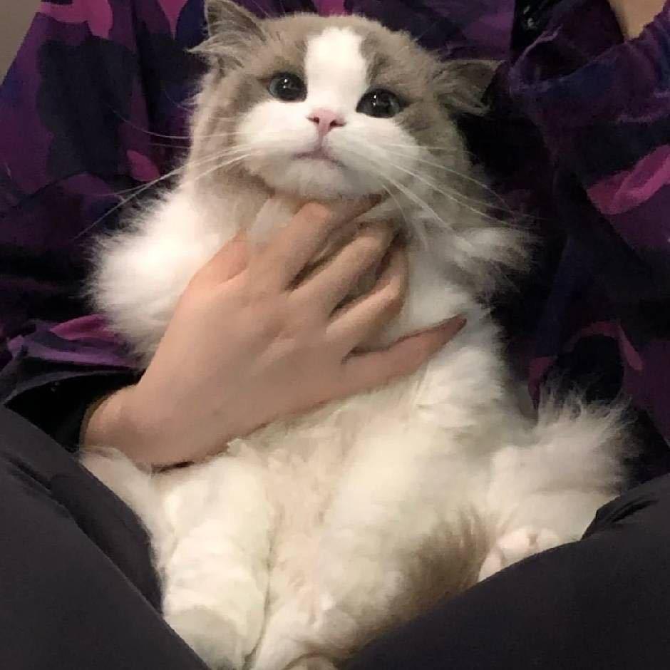 棒棒