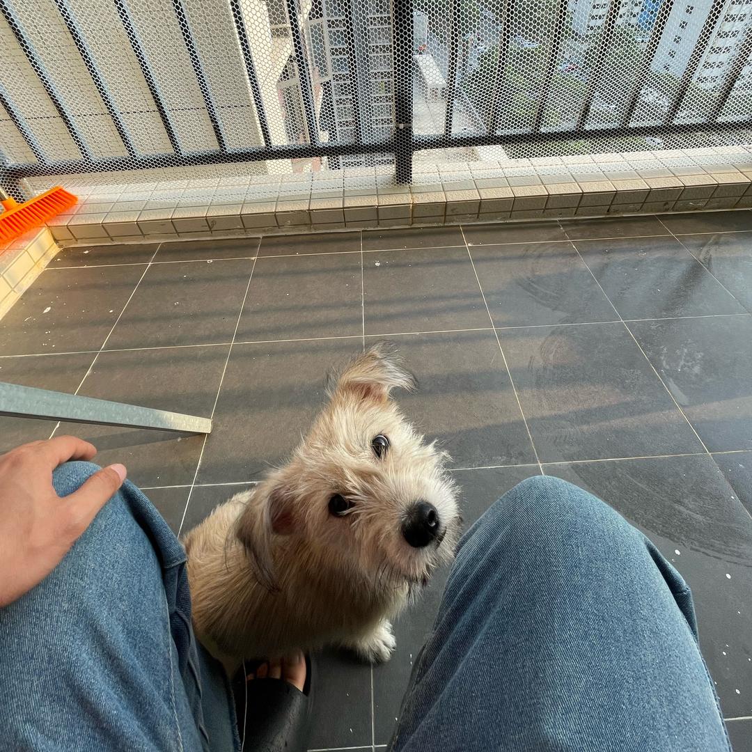 都是狼何必伪装