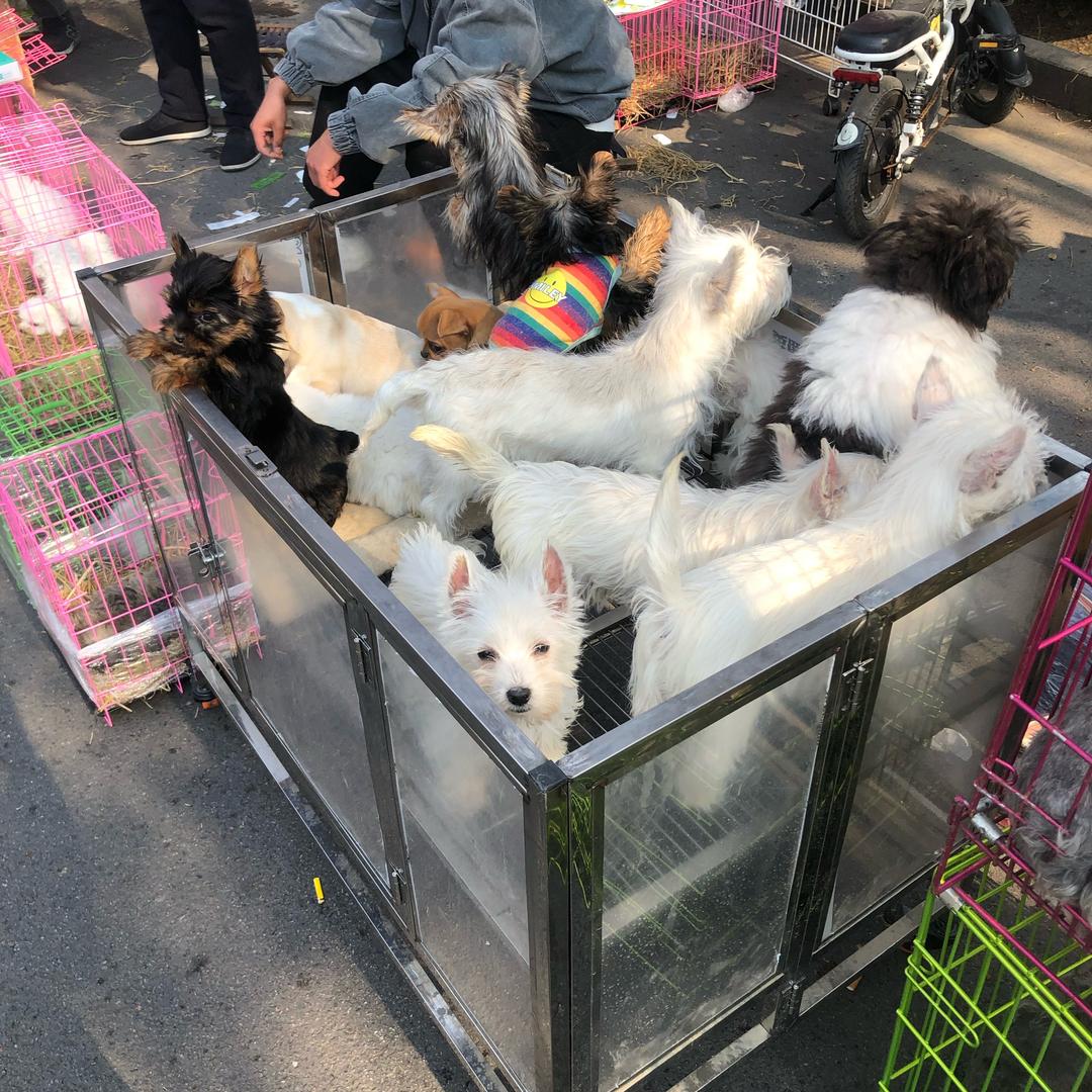 温州宠物市场（看背景主页☎️V）